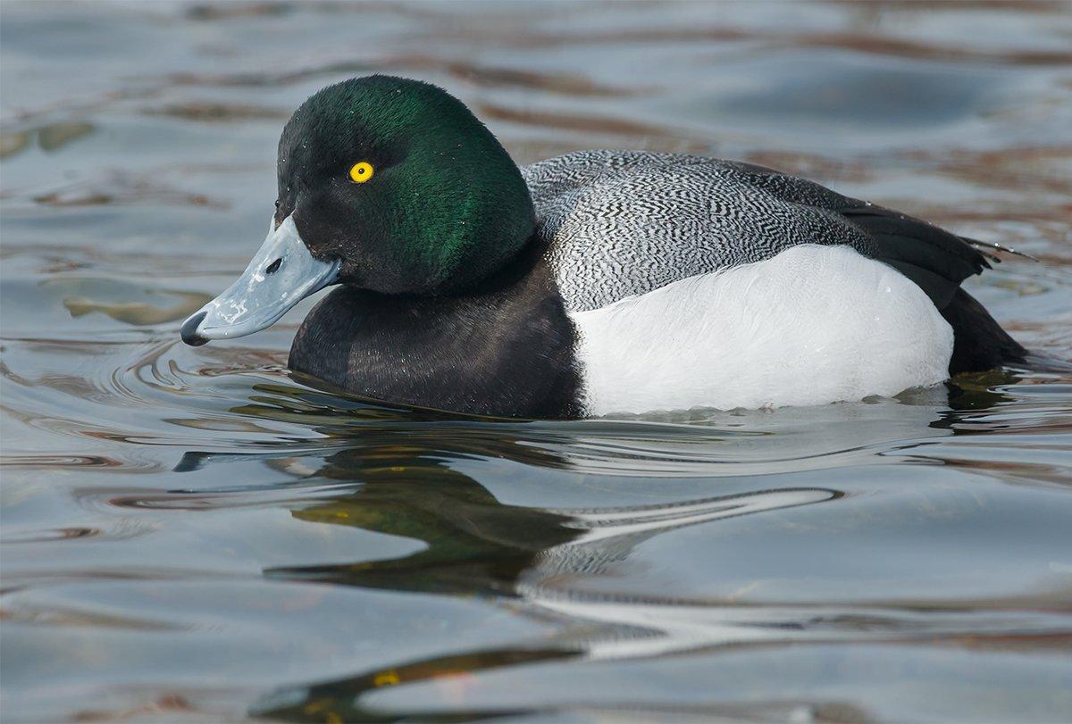 Greater Scaup (Broadbills)