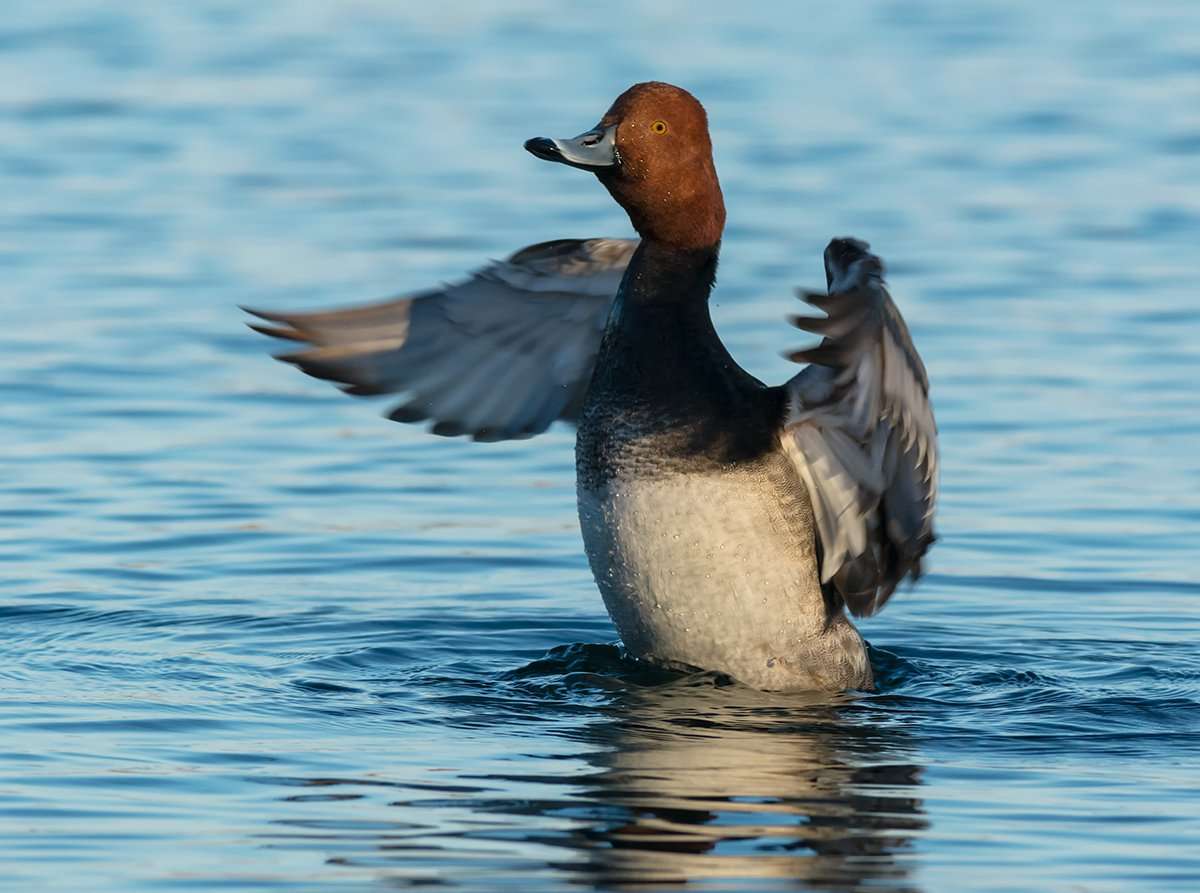 Some long-awaited cold fronts have pushed redheads and other ducks south along the Atlantic Flyway. Photo © Paul Reeves Photography/Shutterstock Some long-awaited cold fronts have pushed redheads and other ducks south along the Atlantic Flyway. Photo © Paul Reeves Photography/Shutterstock