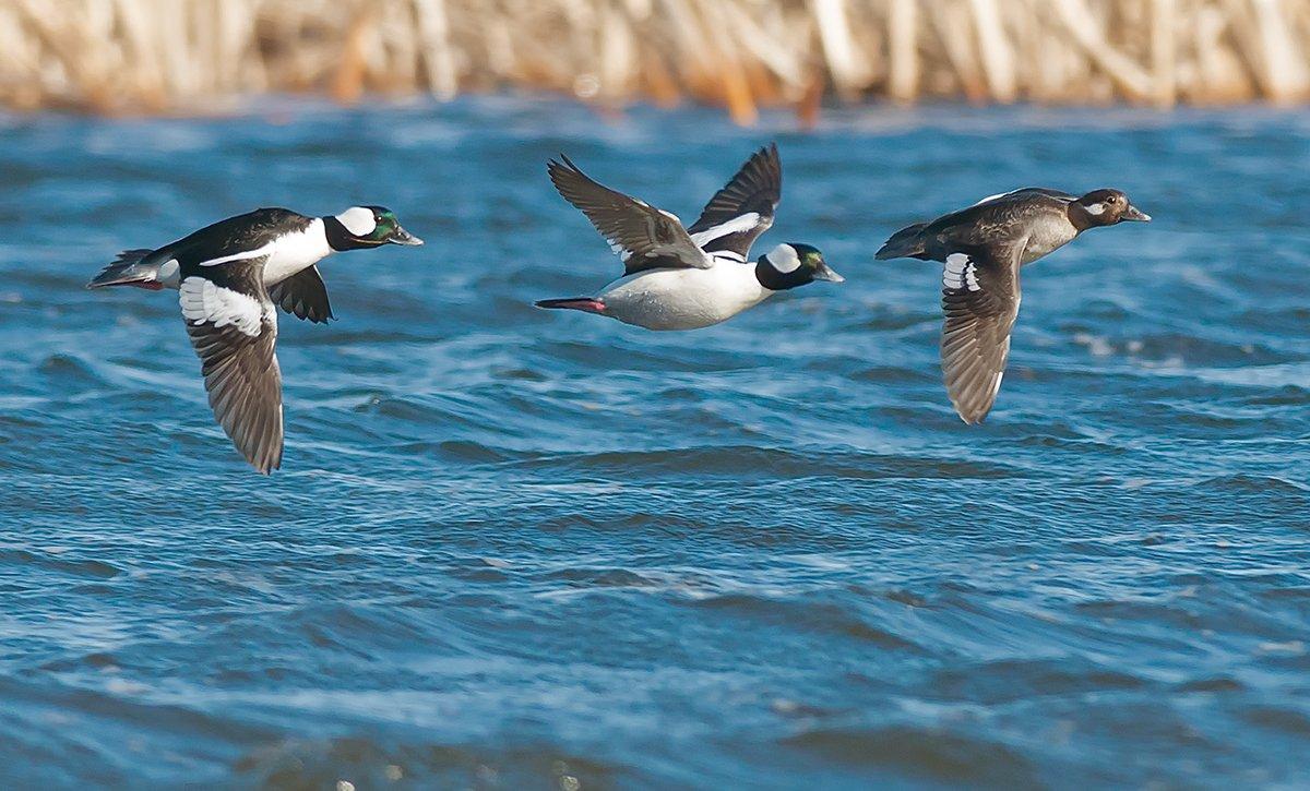 Buffleheads