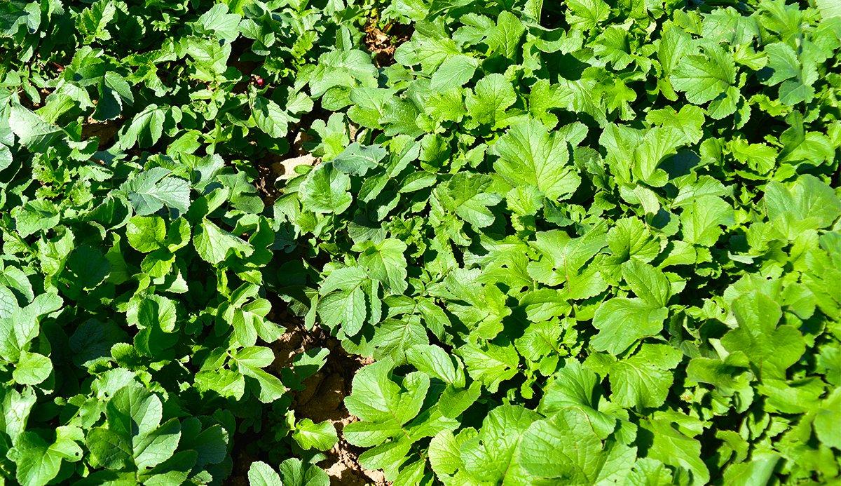 Have you ever planted radishes for deer? (Shutterstock / Paul Richard Jones photo)