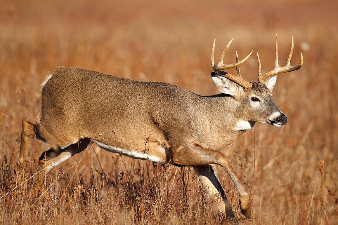 The Great Plains offers several good deer hunting opportunities. (Shutterstock / Paul Tessier photo)
