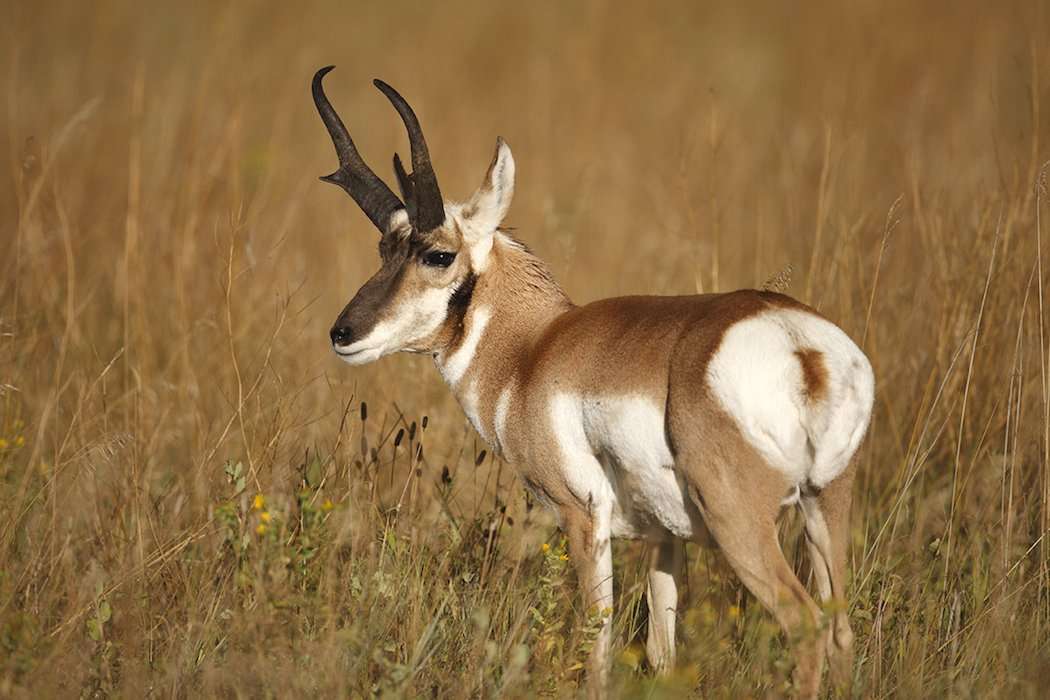 Pronghorn