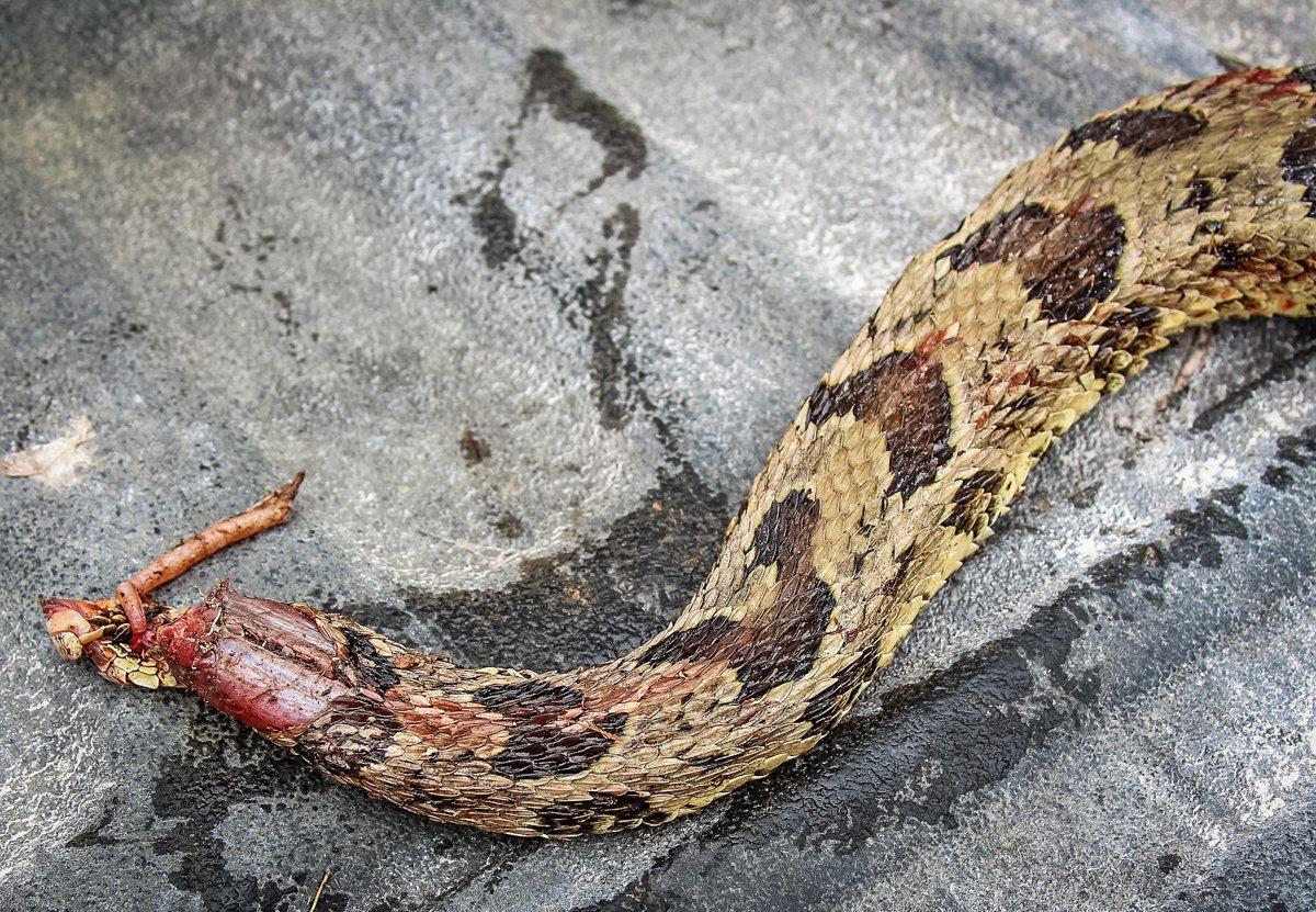 Always remove the head before handling a rattlesnake