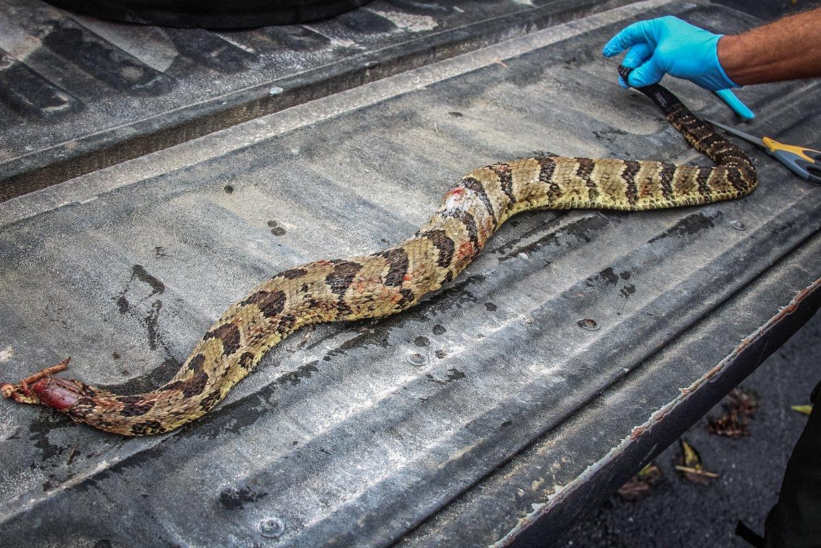 Gloves will protect against salmonella when processing a rattlesnake.