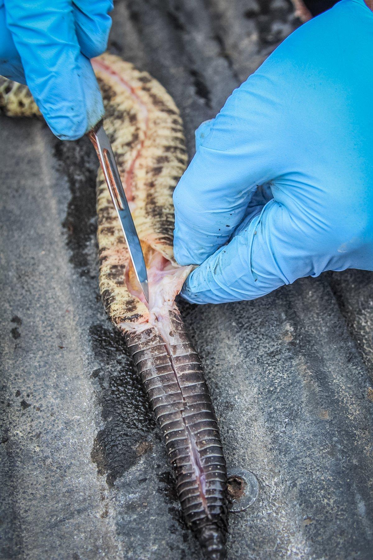 Use a sharp blade to start removing the skin at both the head and tail ends.