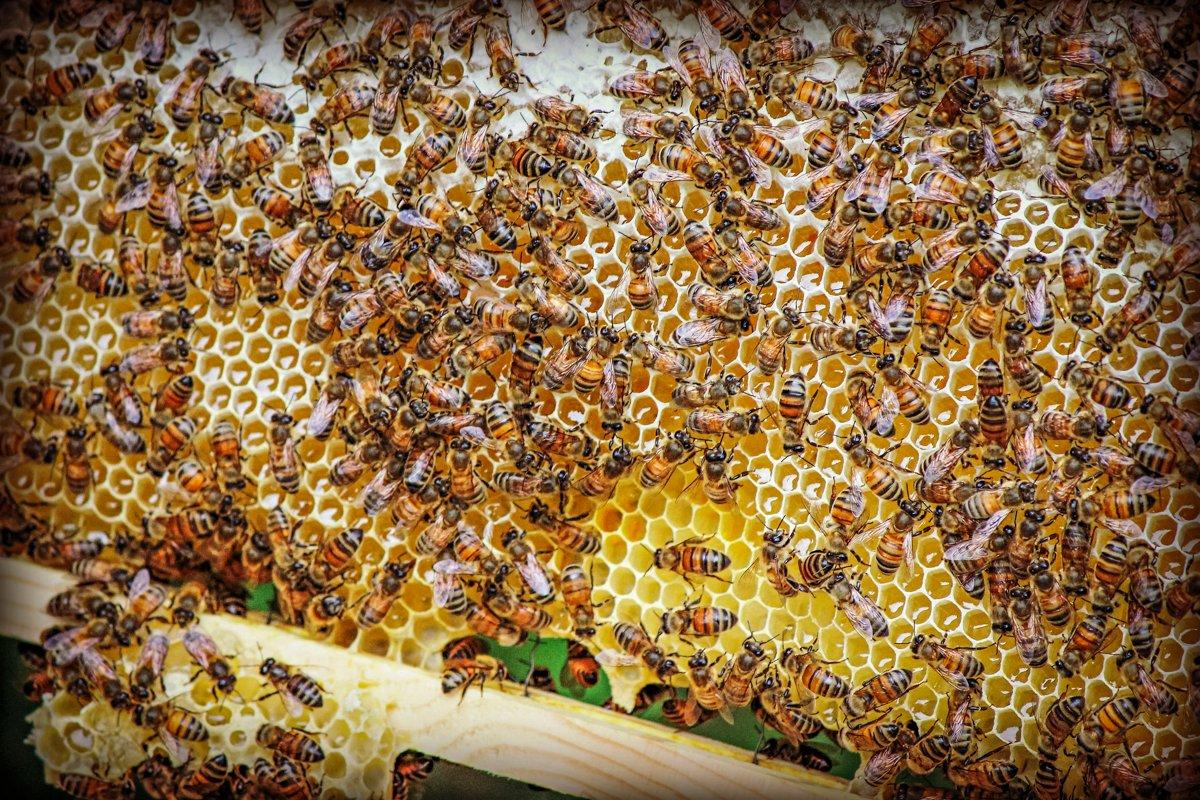 Resources available to help SC beekeepers maximize sales