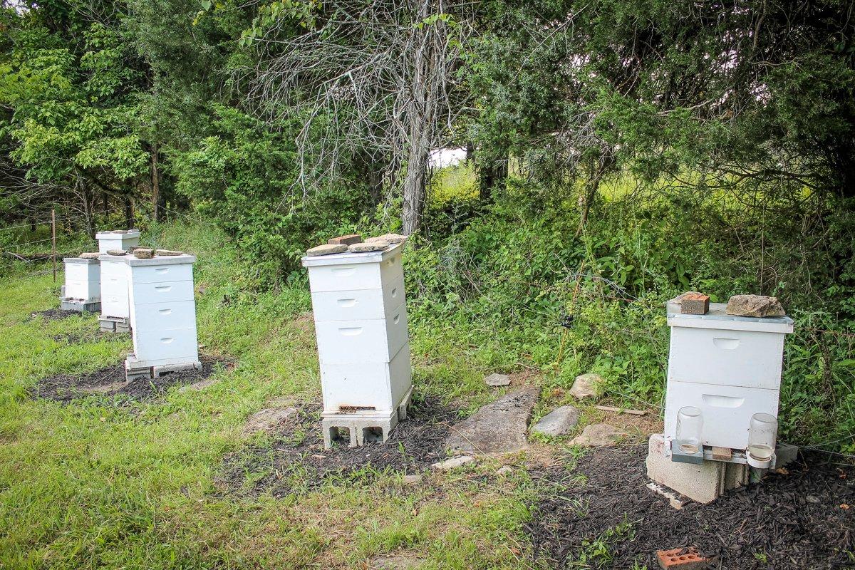 Place your hive boxes in sunny areas, with the opening facing to the South. (Cheryl Pendley photo)