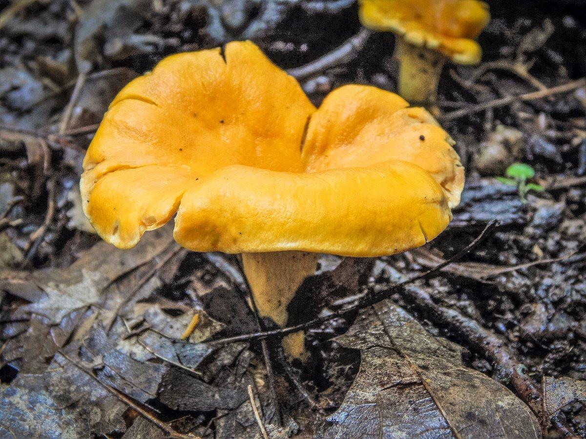 Learn what mushrooms, fruits and nuts might grow in your area. ©Pendley photo