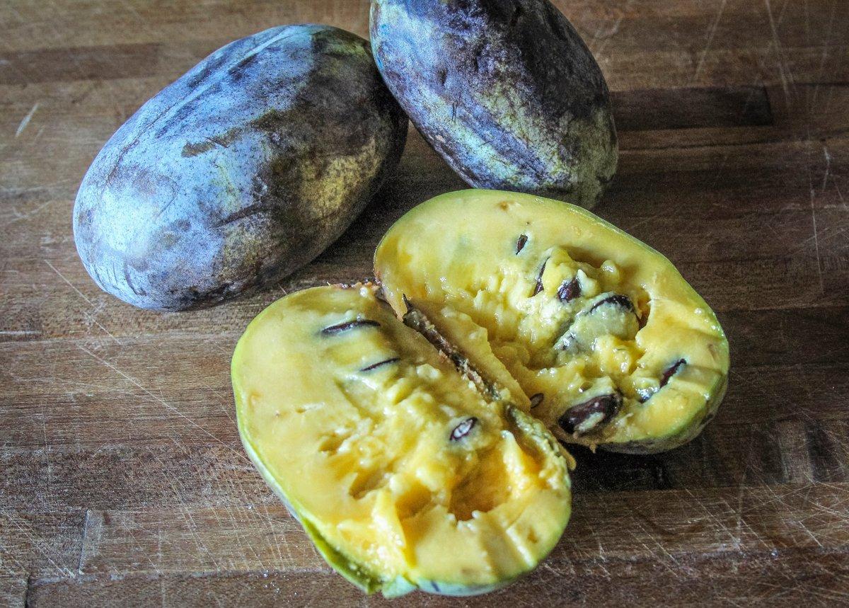 The pawpaw is America's largest native fruit.