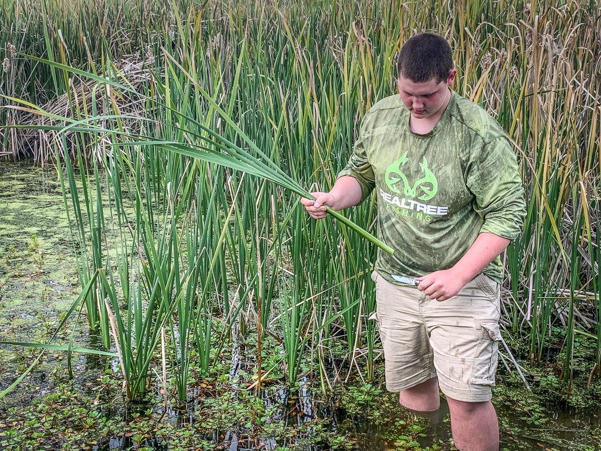 Harvest the cattail stalks from clean water by cutting them just above where they emerge from the ground.