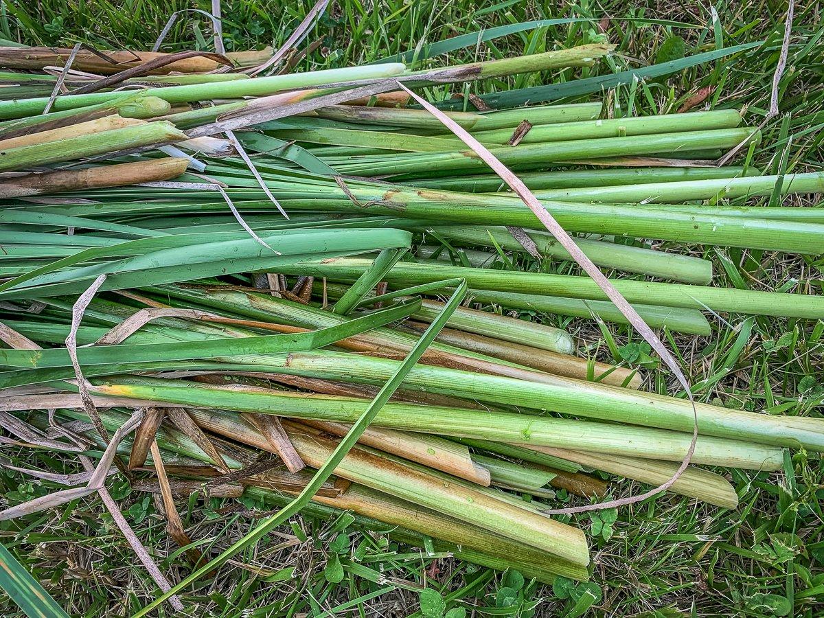 Reach down into the water and use a sharp knife to cut the stalks right at ground level.