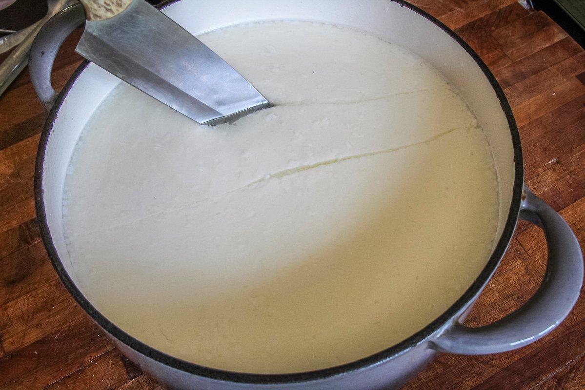 Use a sharp knife to slice the curd into cubes.