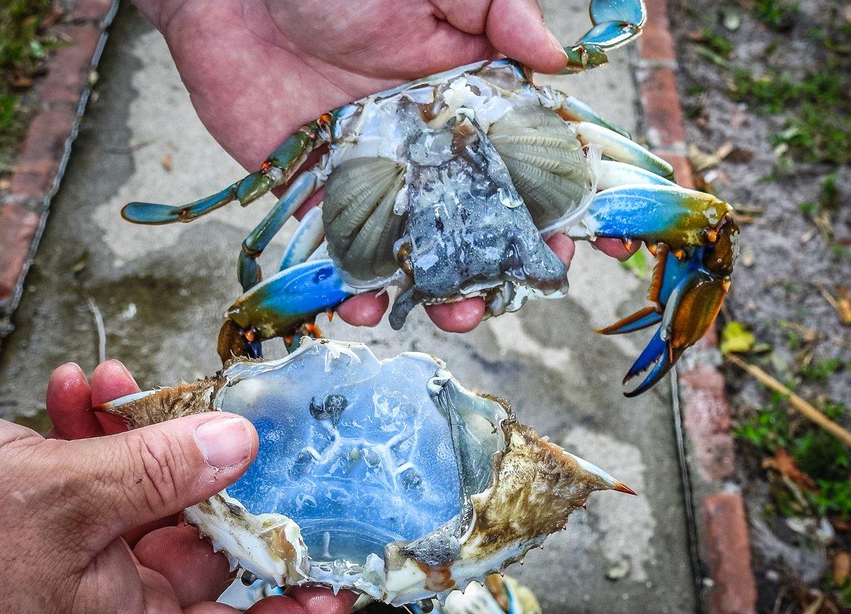 Pop the shell away from the crab.