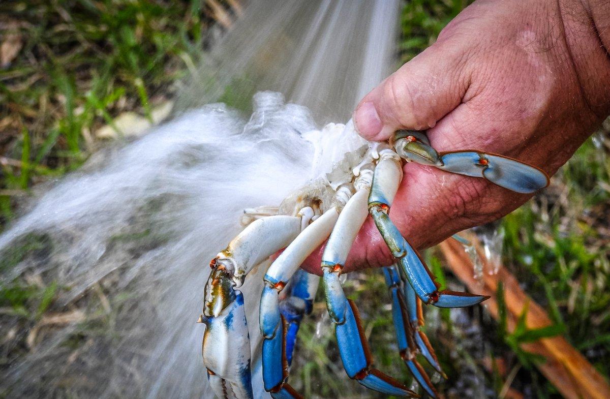 Use water pressure from a garden hose to spray out the gills and digestive tract.