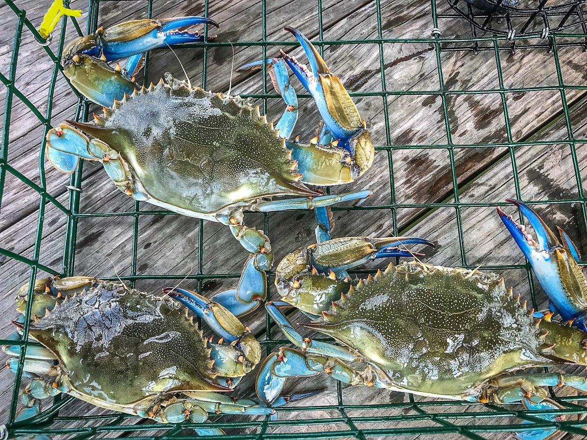 We keep only large male blue crabs. Toss the females back to reproduce.