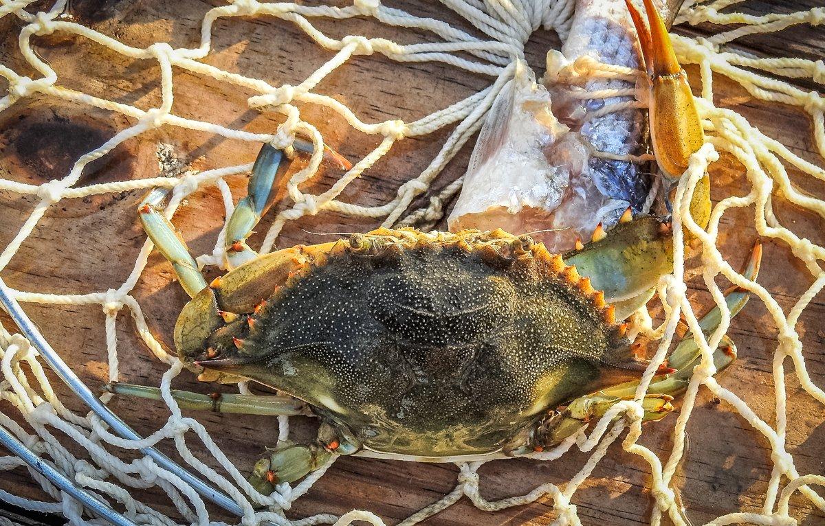 Be it in a trap, a net, or even a line, catching crabs is some of the most fun you can have on the beach.