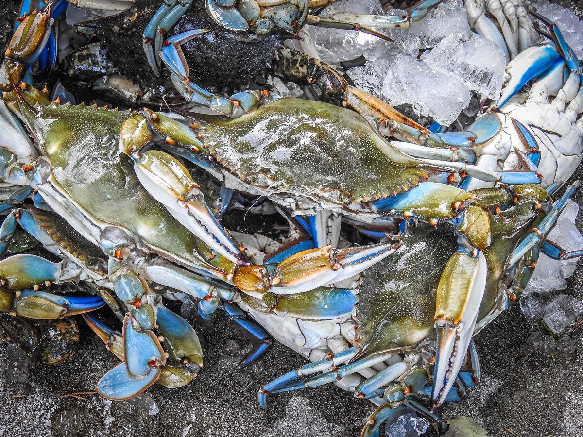 It's important to keep your crabs on ice until you clean and cook them.