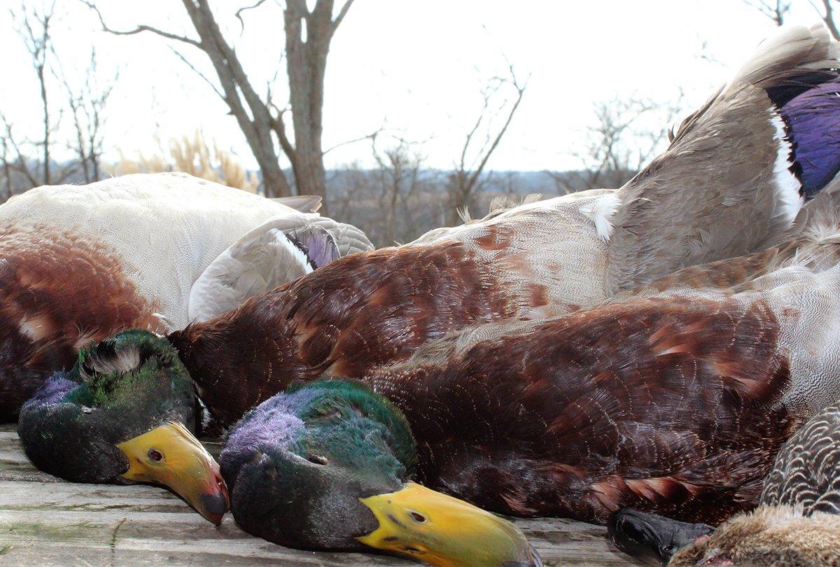 An added benefit to aging is that the ducks and geese are easier to pluck.