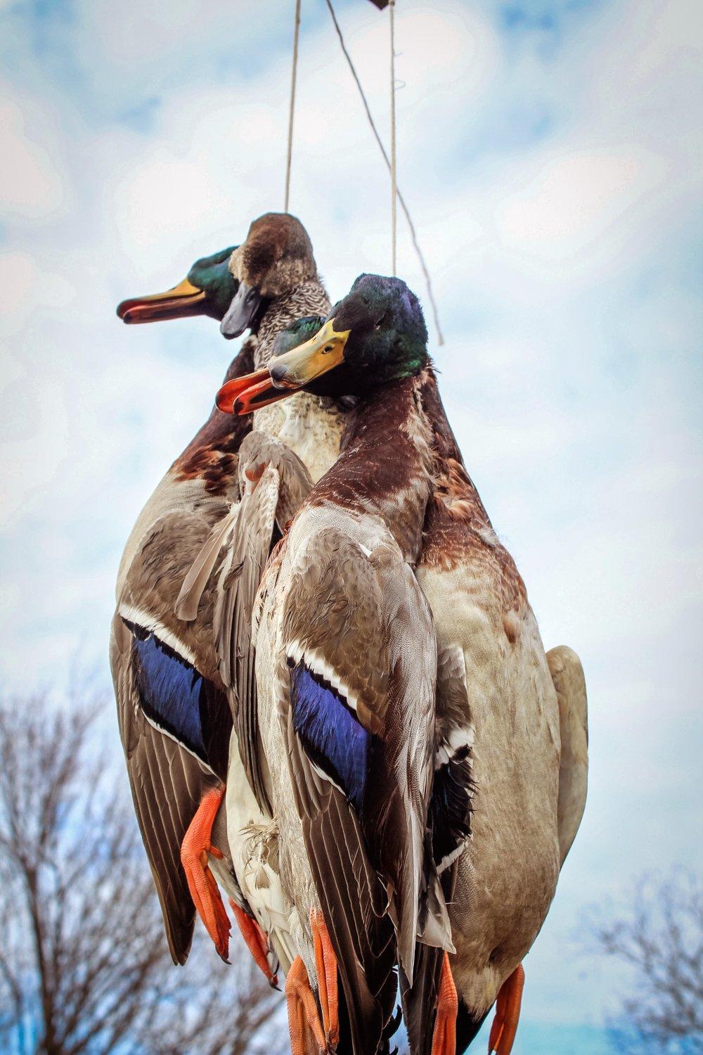 Always hang the ducks and geese with their heads up for aging.