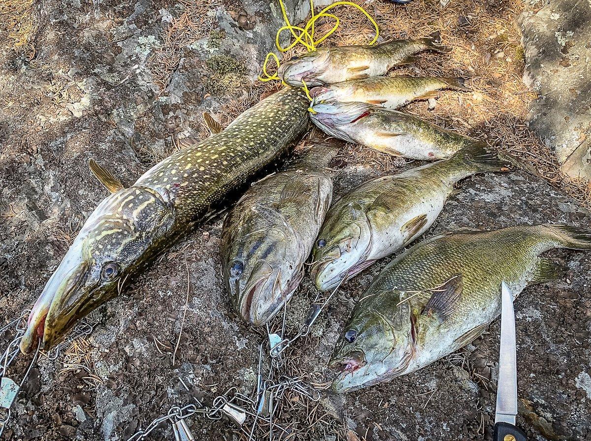 Keep your fish on a stringer in cool water until you are ready to skin them.