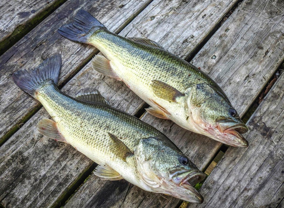 How to Crappie Fish from the Bank - Realtree Camo