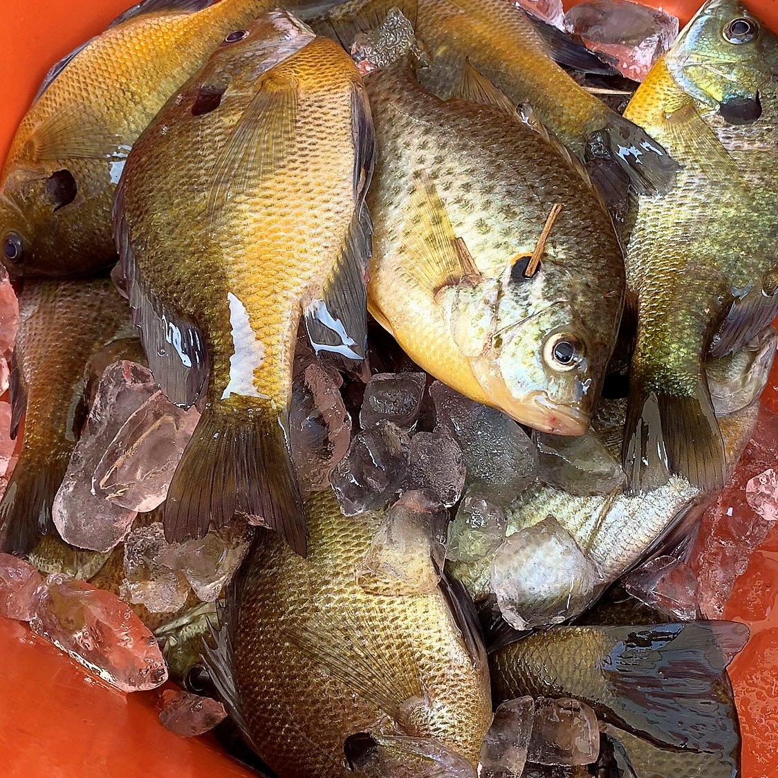 A cooler full of bluegills is the start to a great meal.