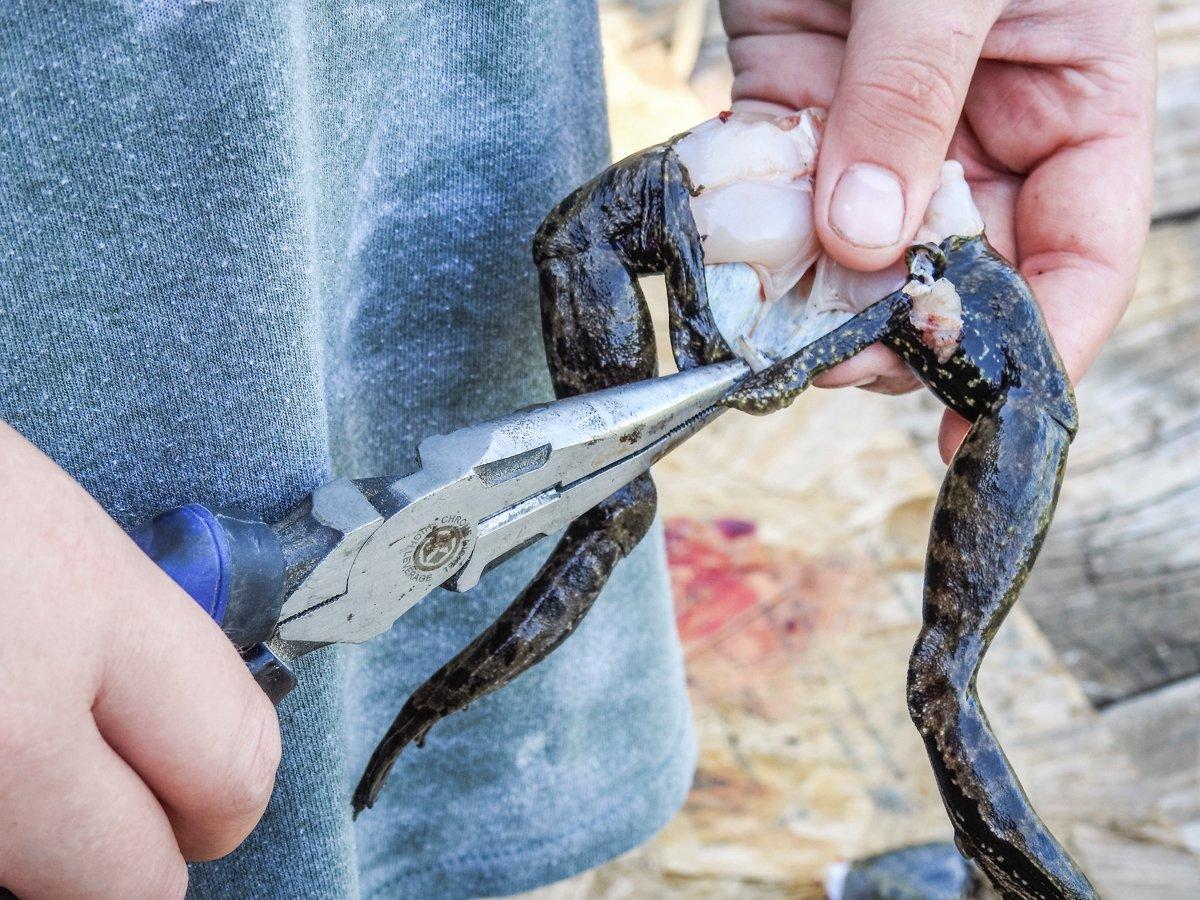 Use your fingers and a pair of pliers to remove the skin from the legs.