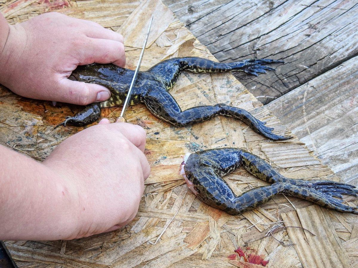 The first step to clean a bullfrog is to remove the back legs.