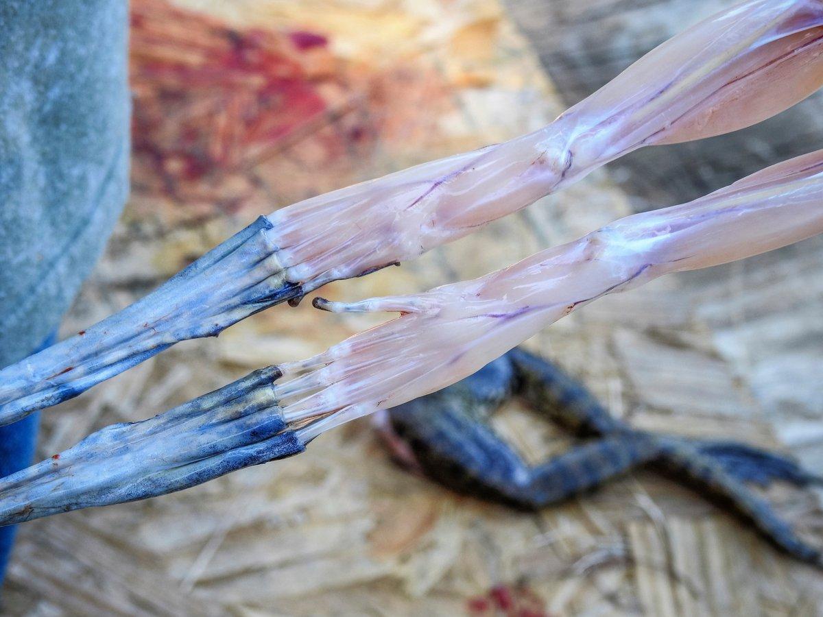 Feet or no feet, that is the question.