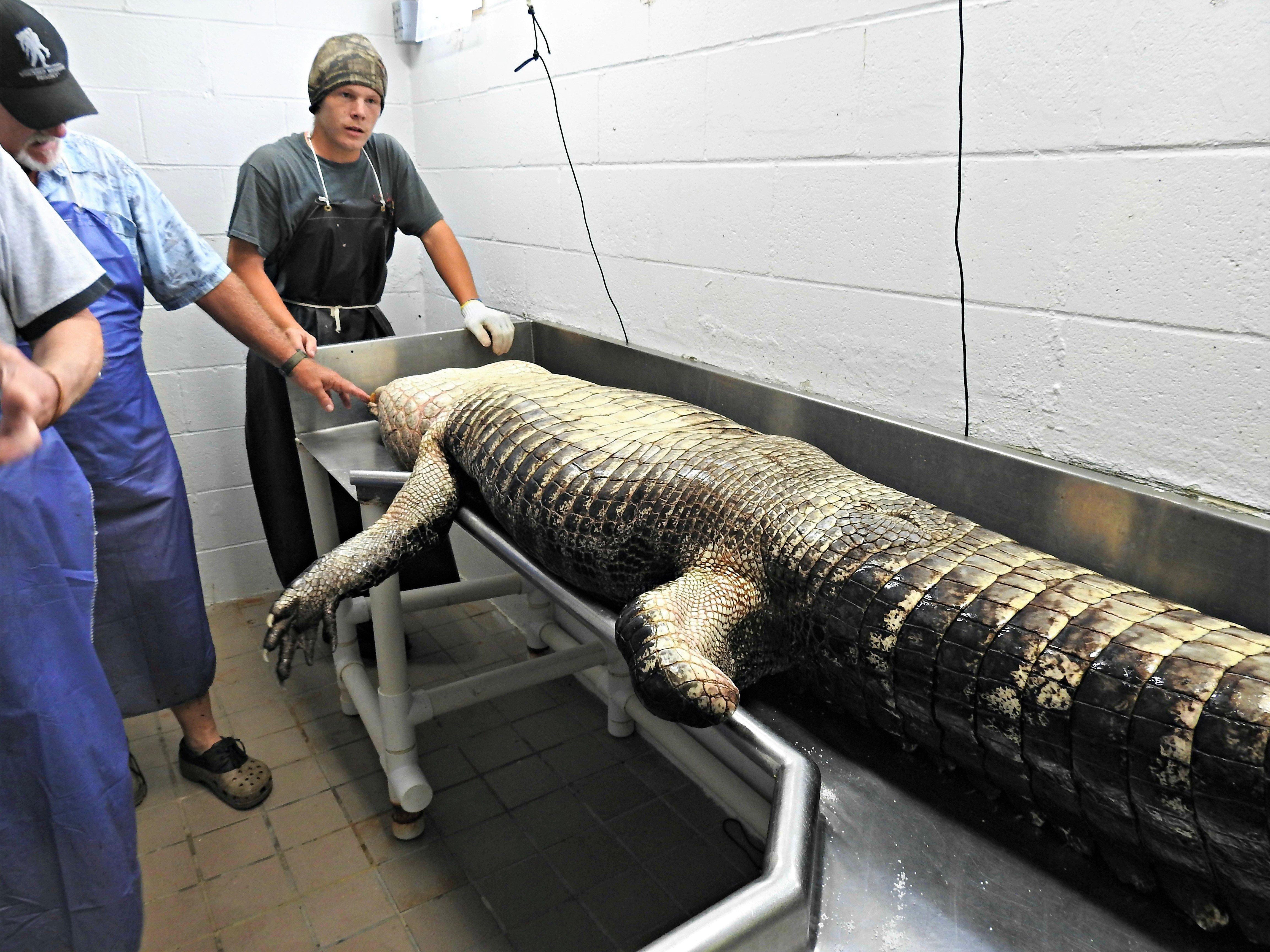 The guys at Mineral Springs Seafood prepare to process a trophy gator.