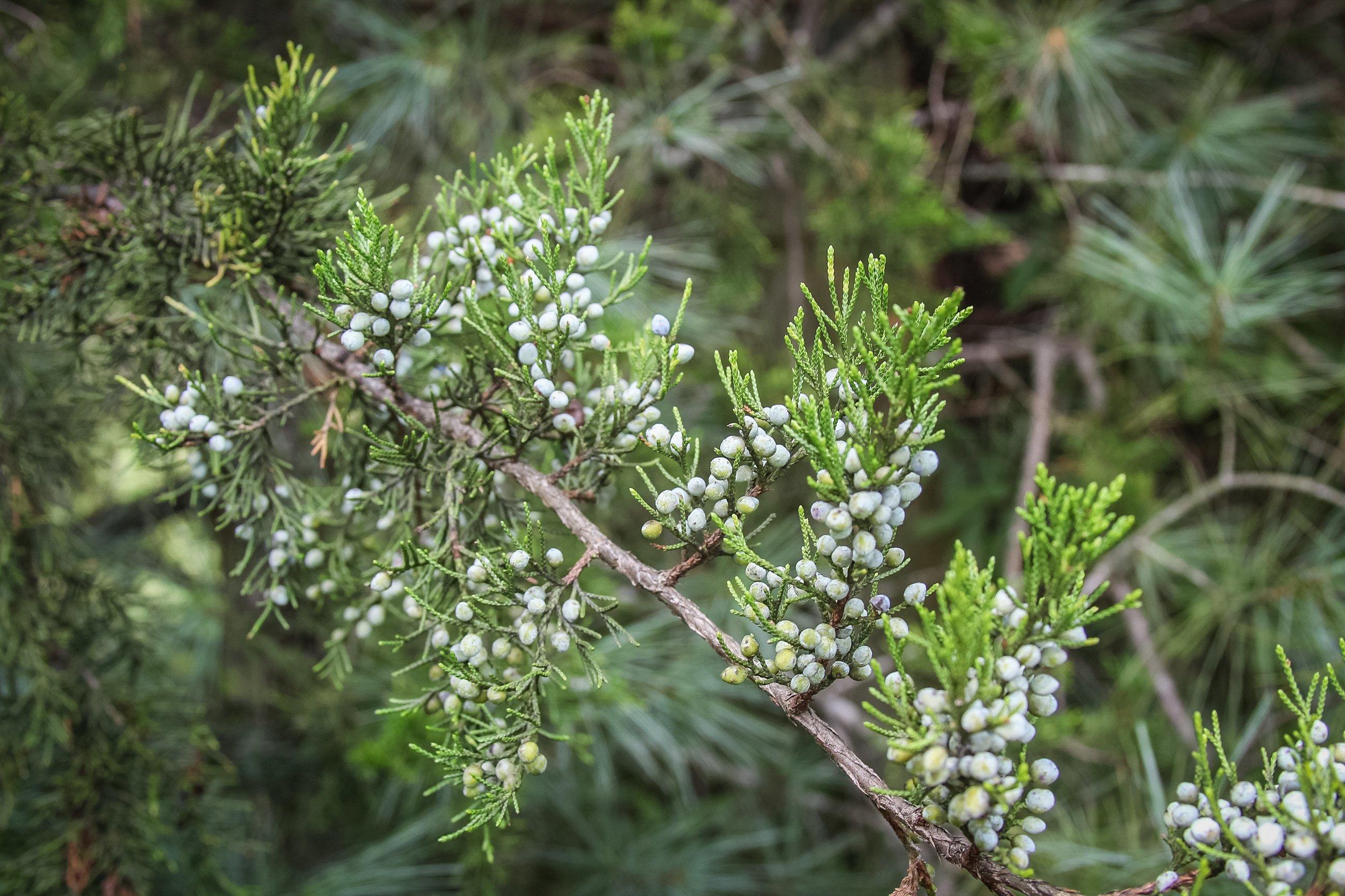 Foraging for Juniper BerriesAnd What to Do With Them (You'll be