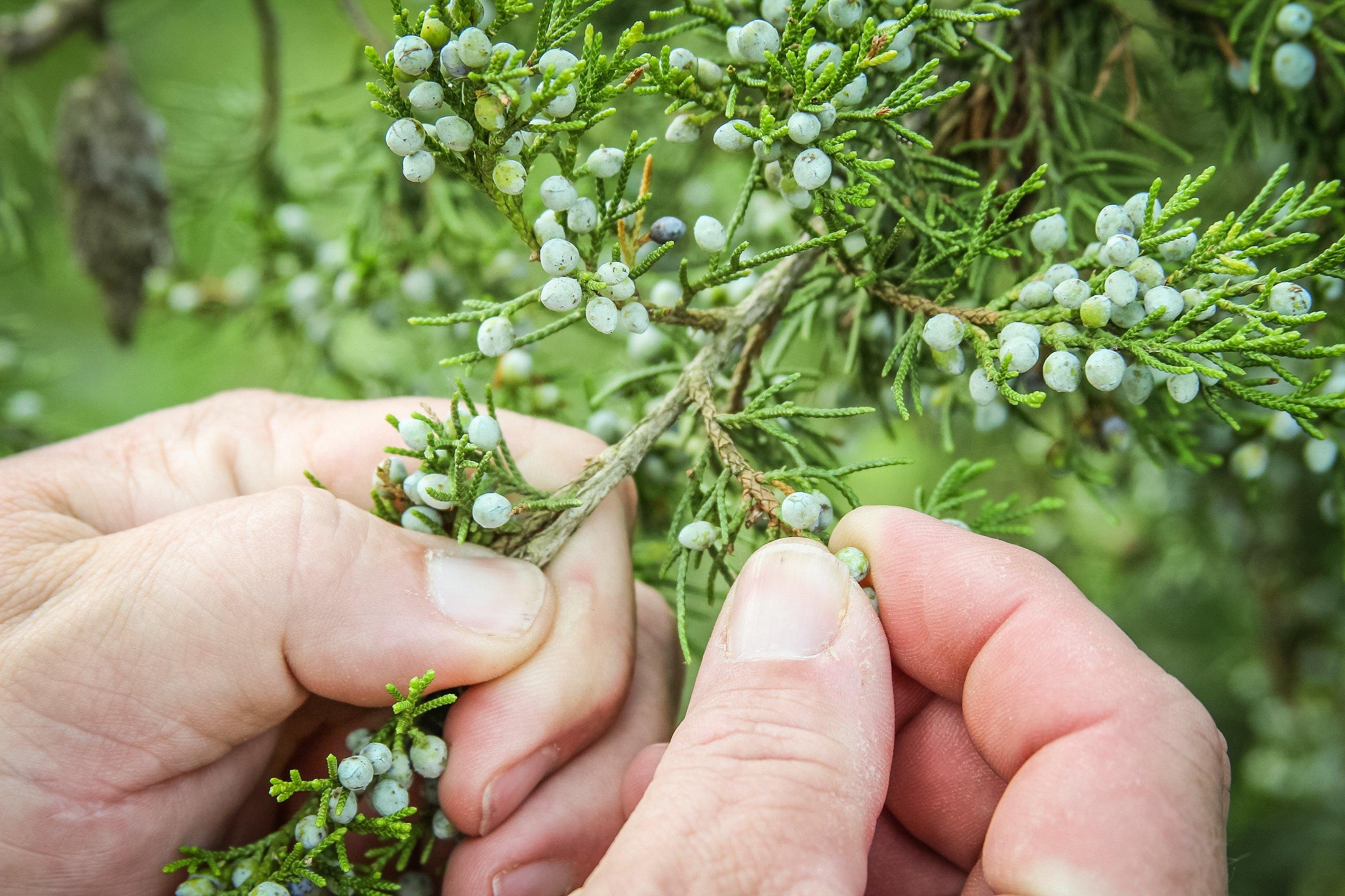 Picking goes quickly when you find a tree loaded with berries.