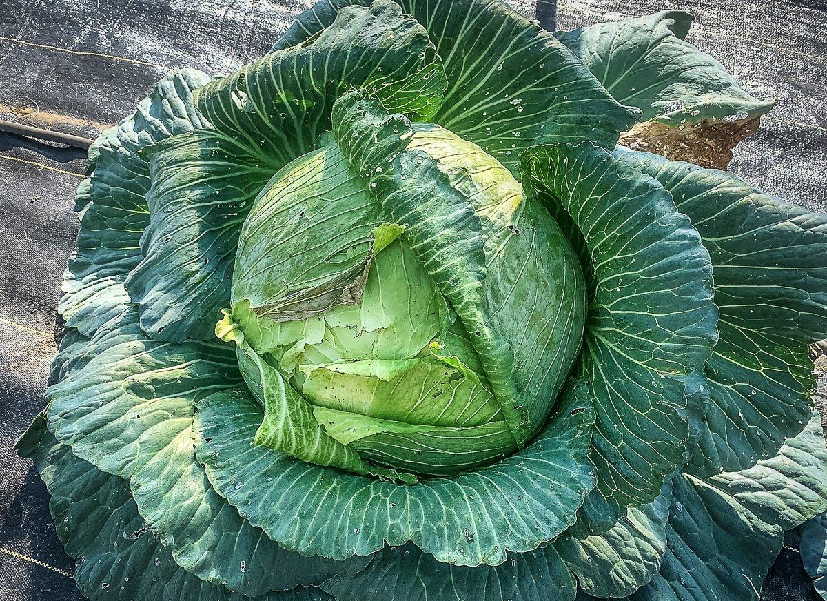 Kraut is a great way to preserve fresh cabbage for long-term storage.