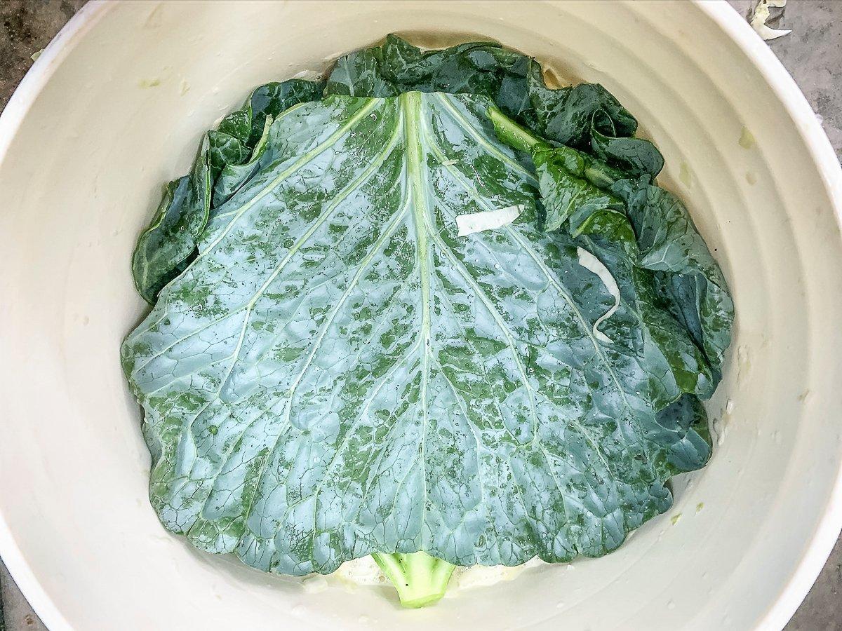 Save a large outer leaf from the cabbage to cover the kraut in the bucket while it ferments.