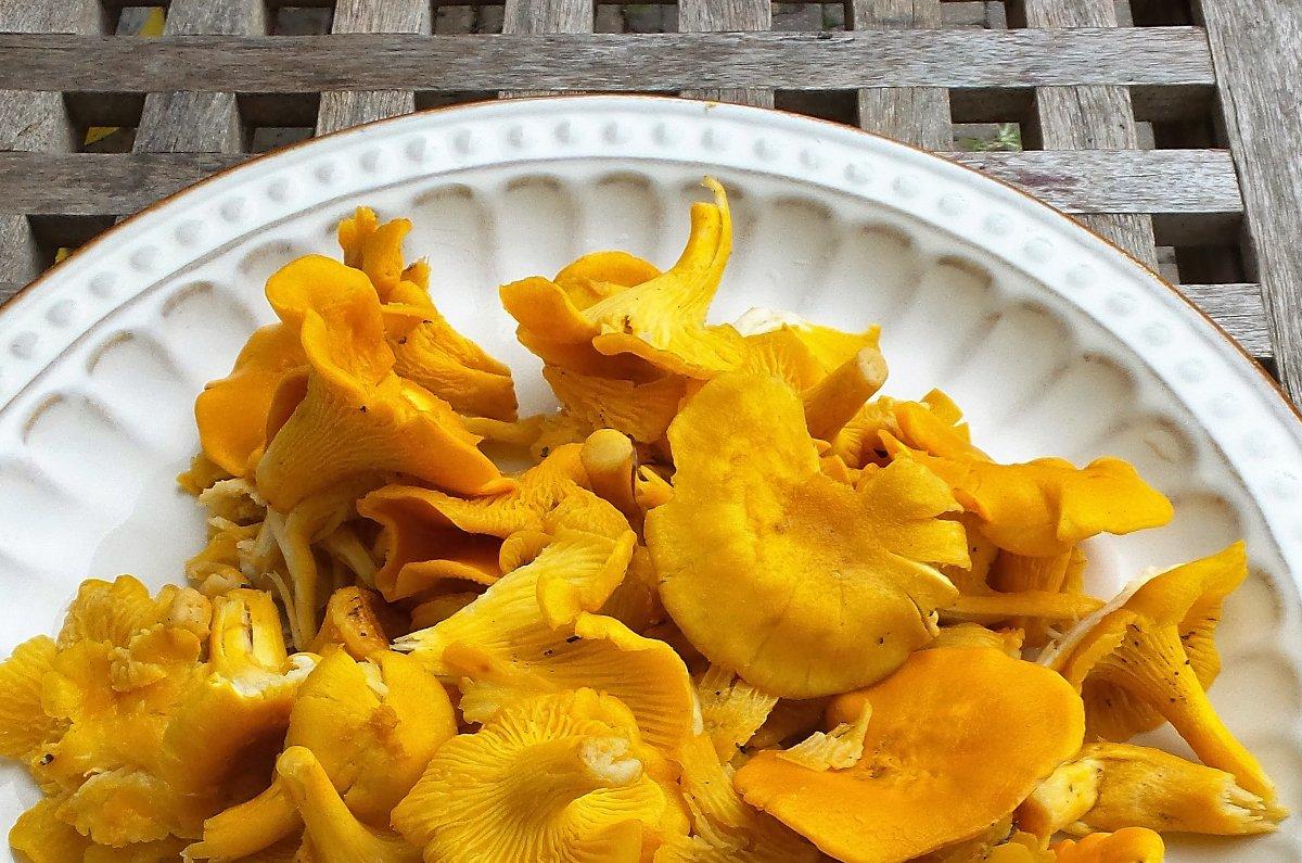 Chanterelles taste great, but the immense amount of moisture they contain can be troublesome when cooking.