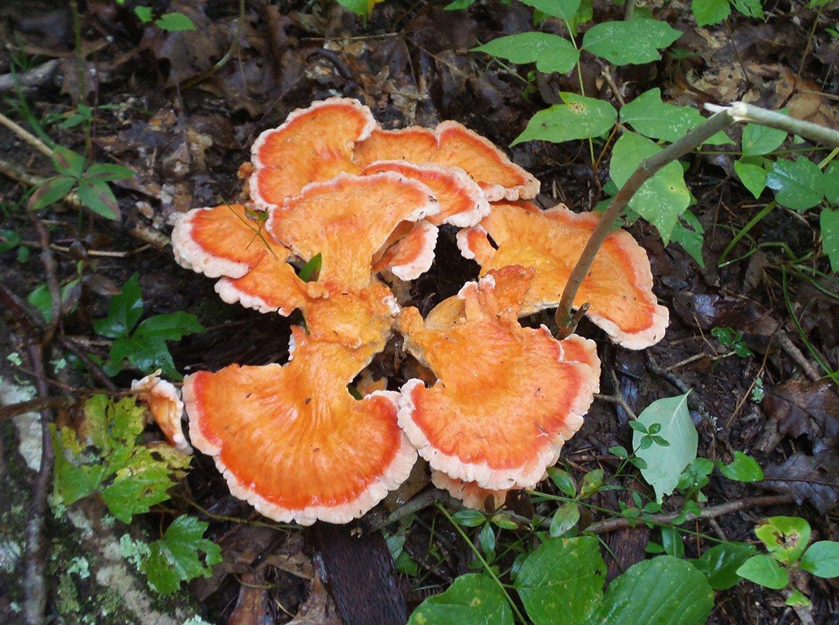 Some of the chicken of the woods varieties have a striking orange color, making them easy to spot in the woods.