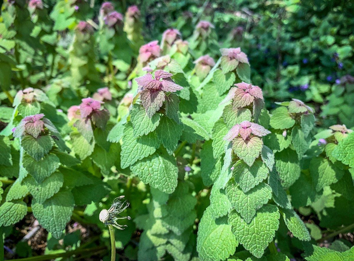 9+ Things to Make with Purple Dead Nettle