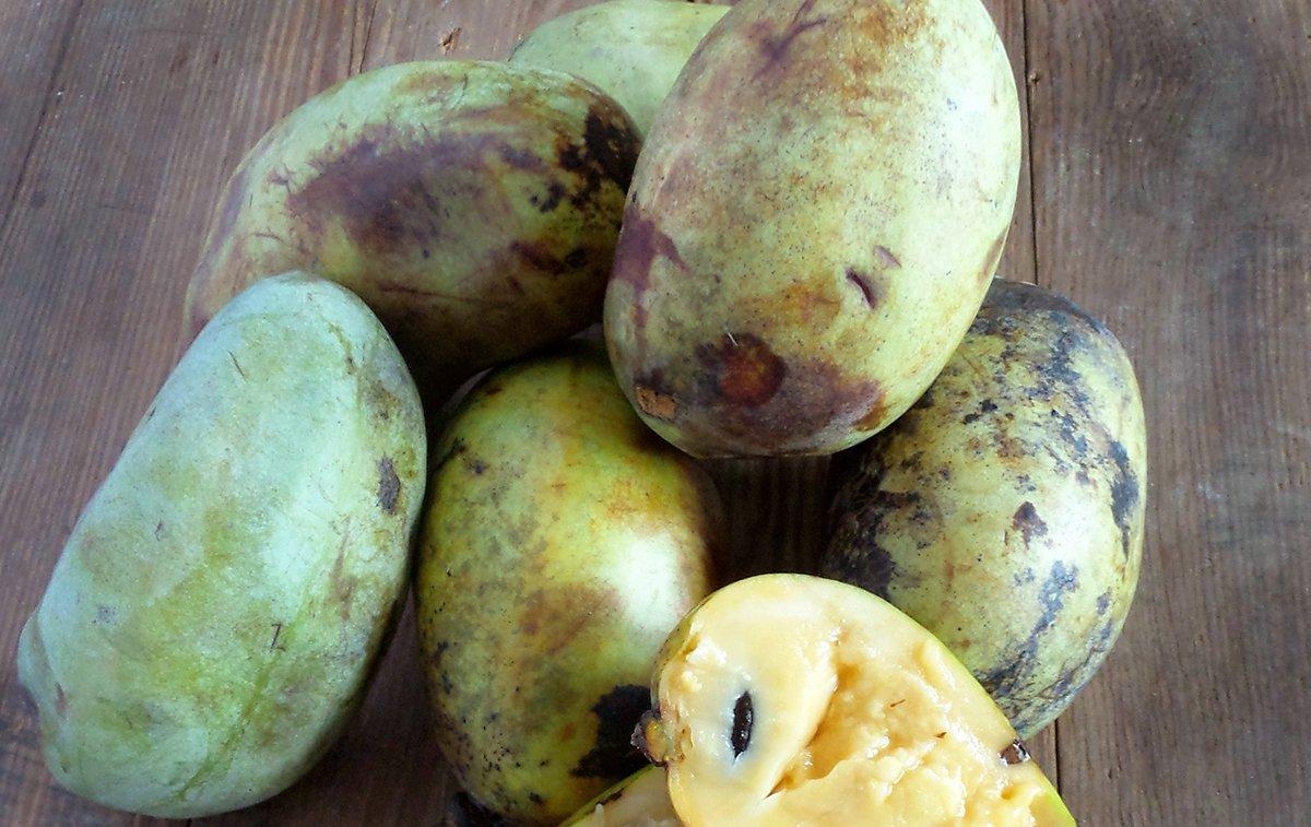 The pawpaw is a large fruit, with green skin that browns when ripe and creamy yellow flesh.