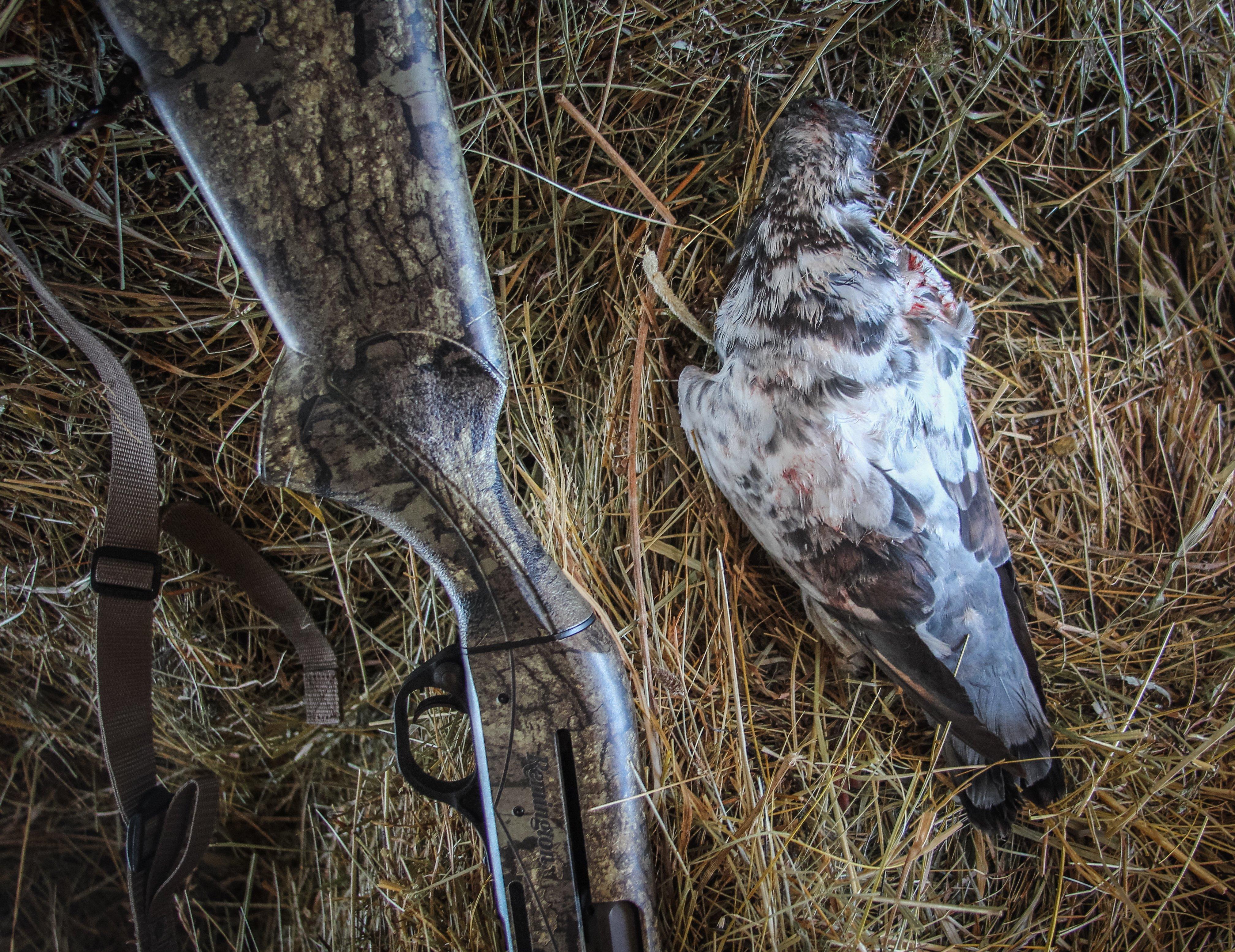 A good pigeon shoot is a great way to tune up for upcoming upland bird seasons.