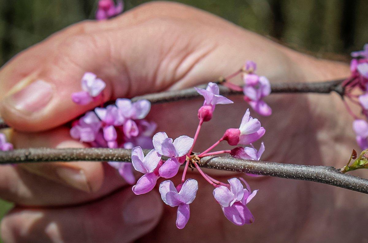 Strip the blossoms from the limb and into a bowl or bag. 