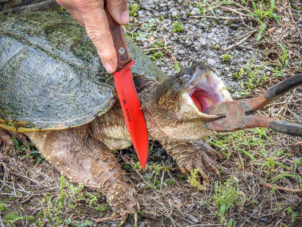 How to Skin a Snapping Turtle the Timber2Table Way