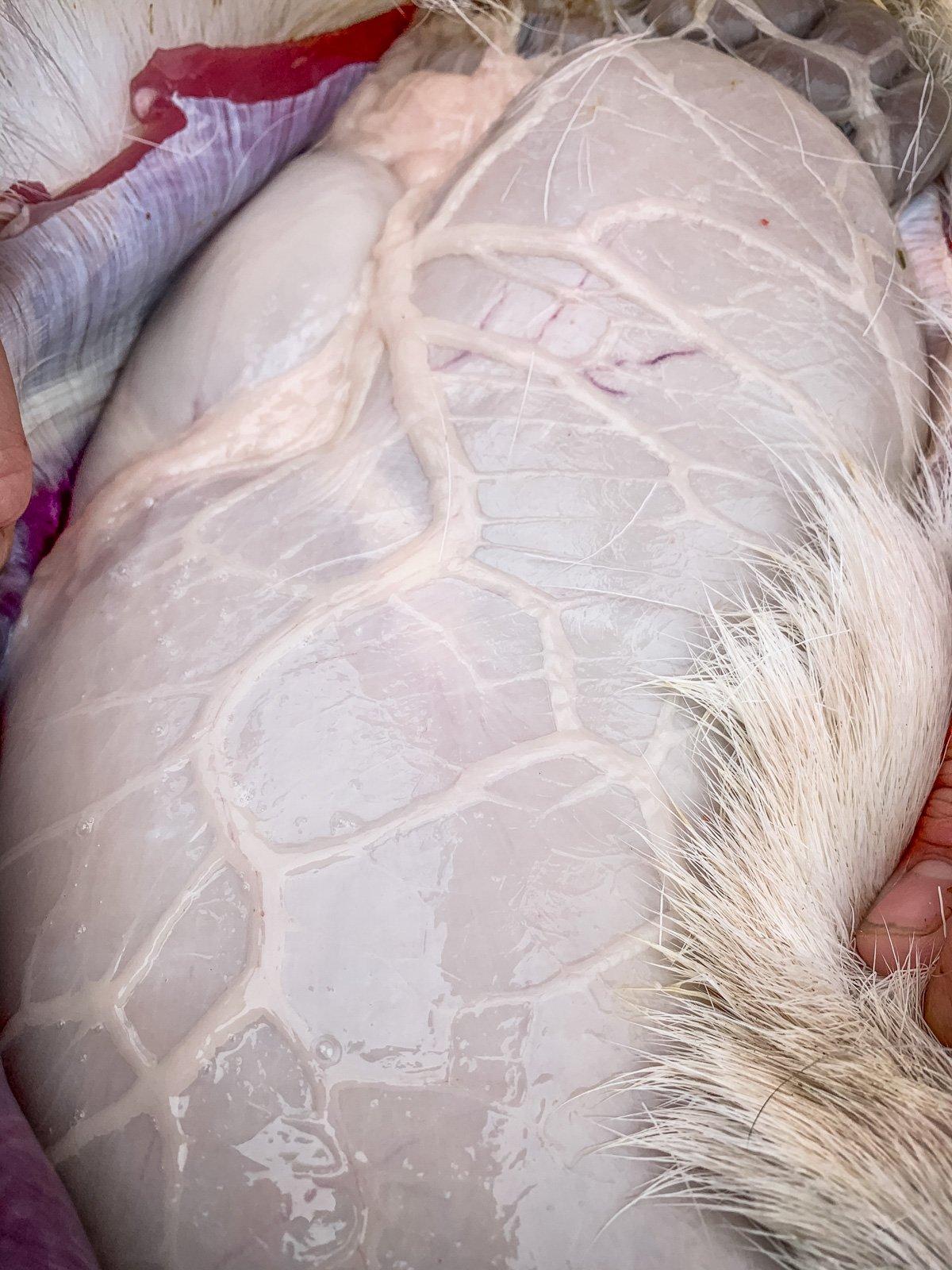 Caul fat can be found surrounding the stomach and other internal organs of your deer.