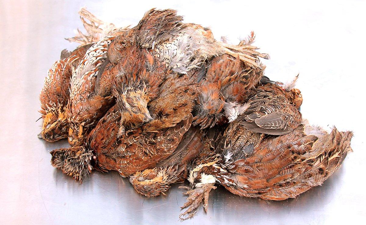 Breasting quail wastes a lot of meat and deprives you of the flavorful skin.