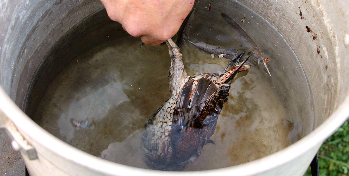 Grab by the feet and dip the quail into the hot water, swirling it around for 30 seconds.