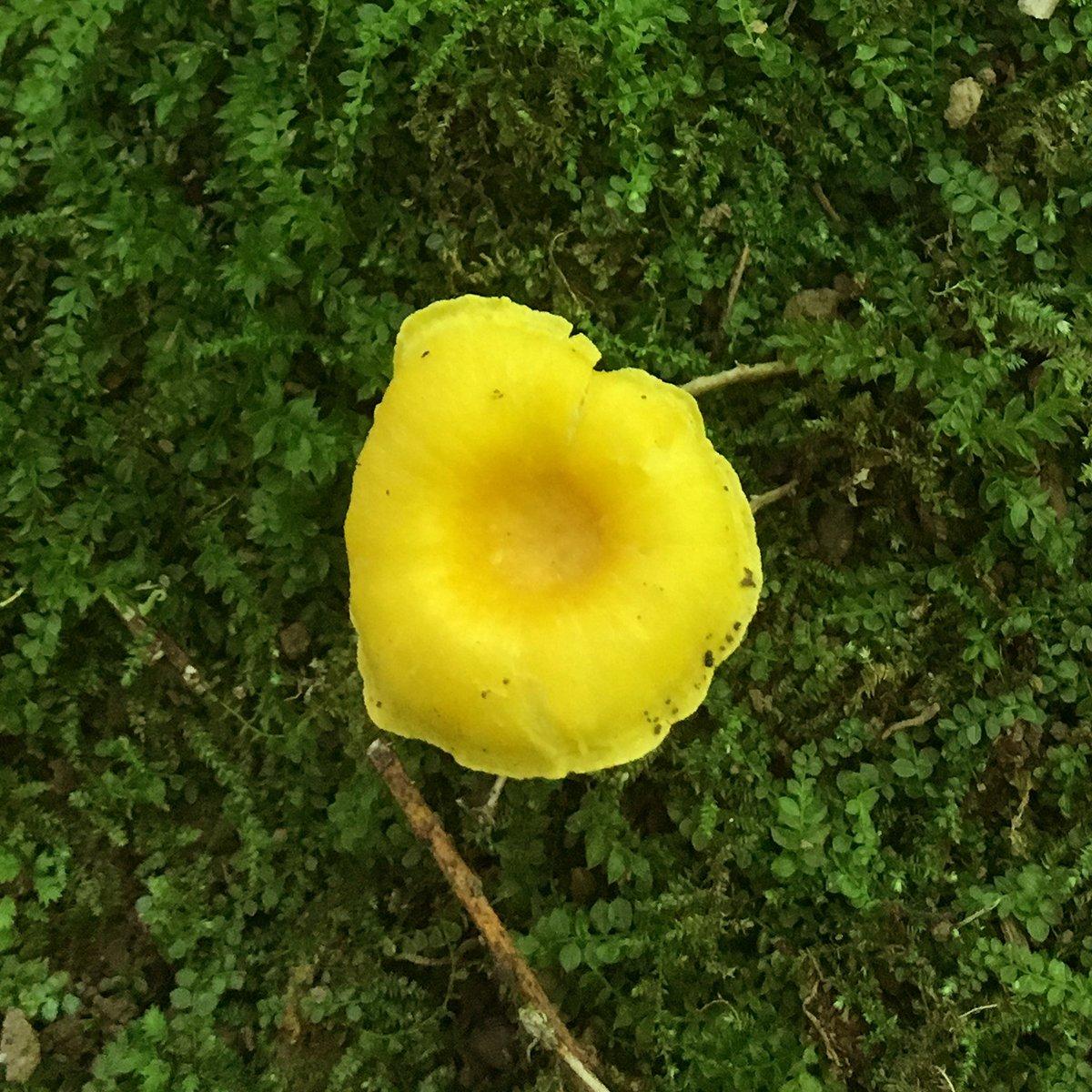 Chanterelles grow from the forest floor instead of from dead wood like some other mushrooms.