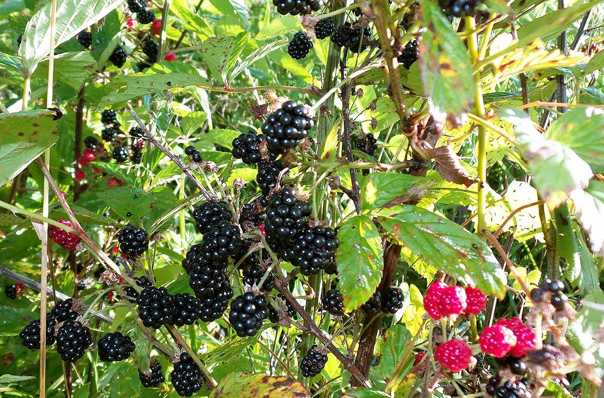 Fresh blackberries abound in the summertime, but they don't last long. Take advantage and pick as many as possible.