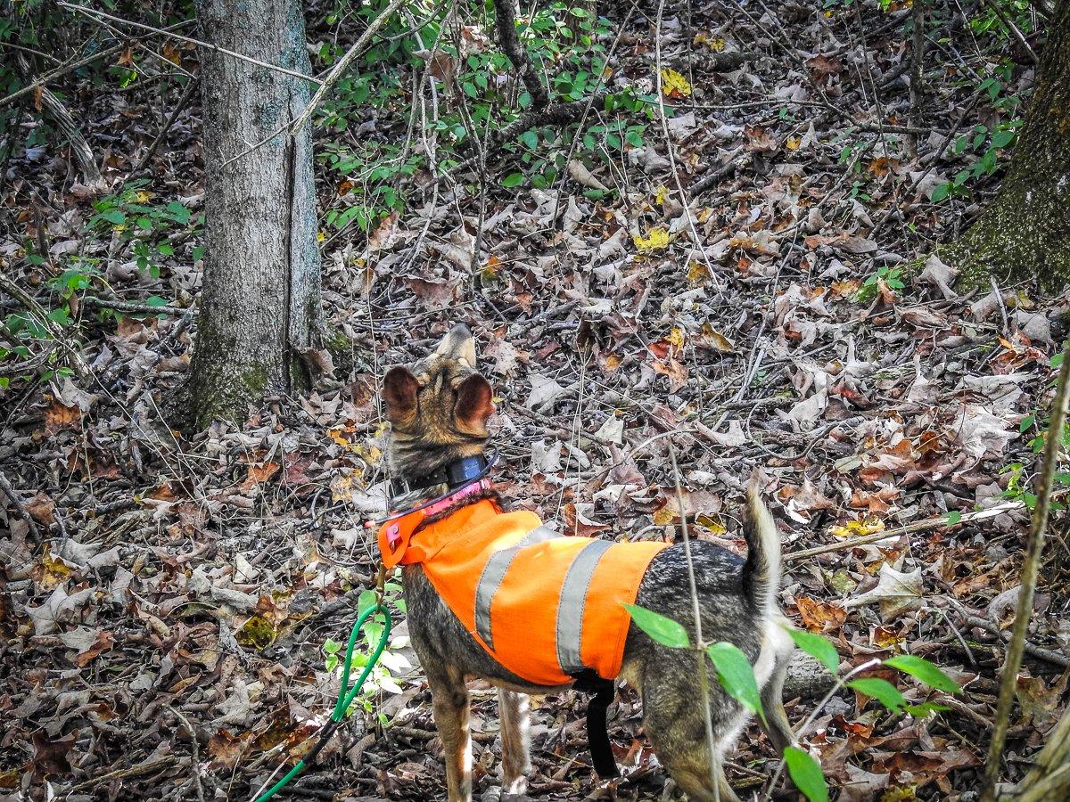 A bright orange vest helps the hunter keep track of their dog in the woods. Image by Michael Pendley