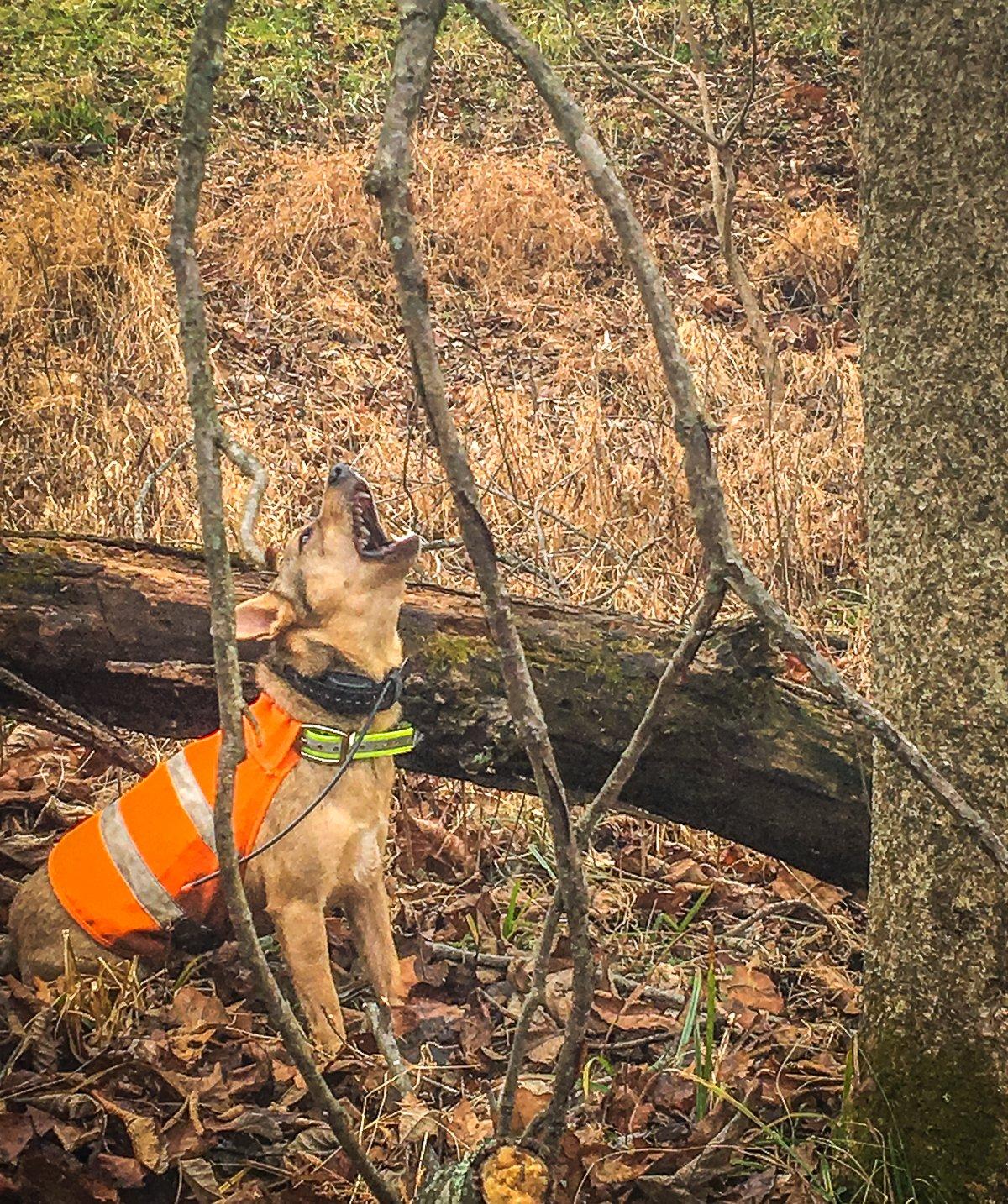 Squirrel dog hunting store supplies