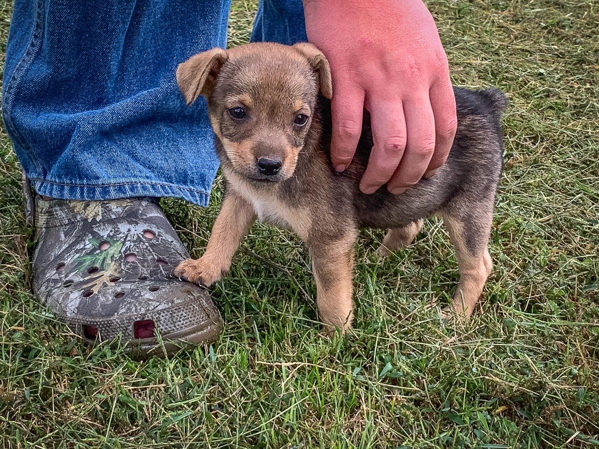 Choose a dog breed that fits the way and the property you hunt. Here is Miss Ellie, the Feist Potroast picked from one of Earl Reynolds' litters. Image by Michael Pendley