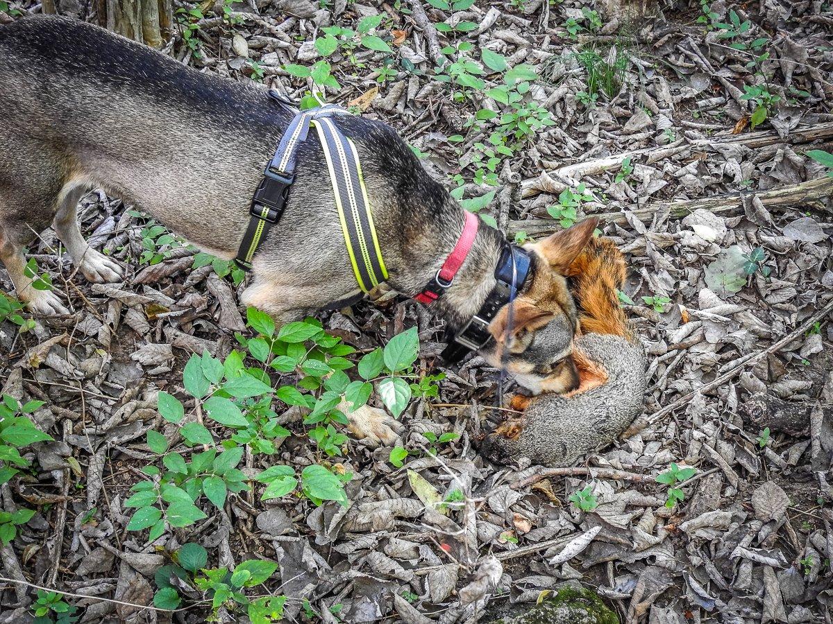 Make sure the dog follows the squirrel from shot to ground. Image by Michael Pendley